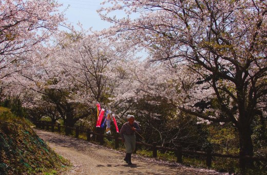 桜咲く頃