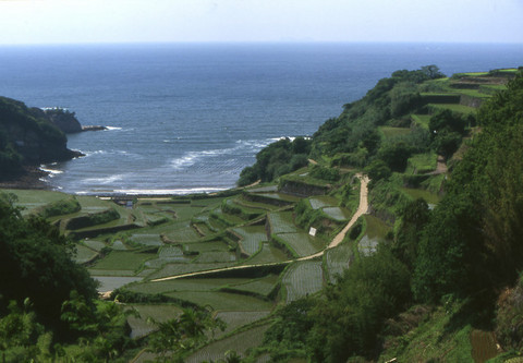 田植えの頃の写真