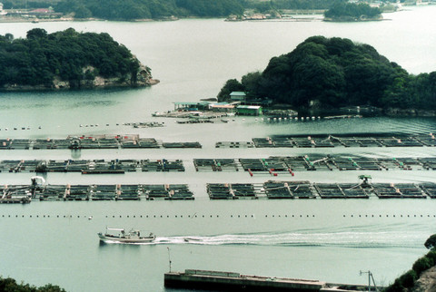 仮屋湾風景の写真