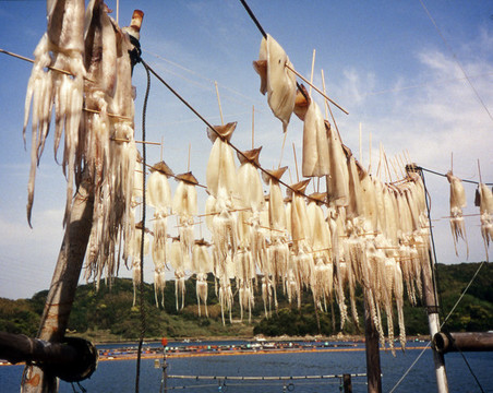 外津湾のイカ干しの写真