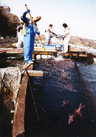 鯛の8年ものの写真