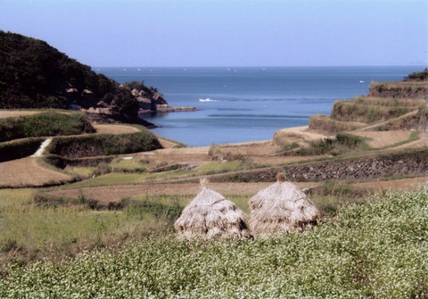 ソバの花と浜野浦の棚田の写真