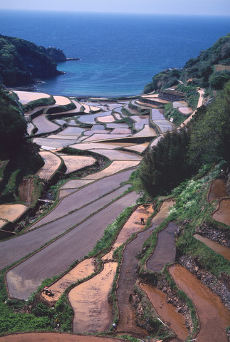 玄海棚田の代かき景の写真