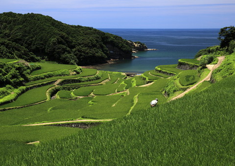 最優秀賞：『みどりの棚田』地崎幸一さんの写真