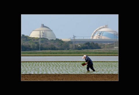 玄海原子力発電所長賞：『補植』石井隆昌さんの写真