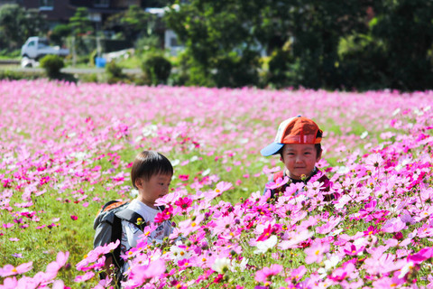 入選：『秋桜』佐々木大介さん(佐賀県唐津市)の写真