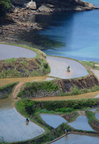 五月の棚田の写真