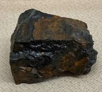 古代木の化石